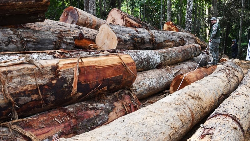 Nearly 360 square kilometres of forest cover were destroyed in the Brazilian Amazon from 1 January to 21 January