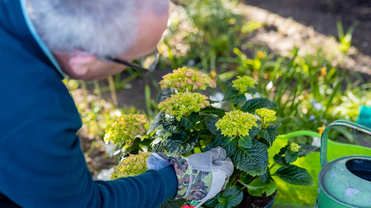 Community Garden - Pat Pender 