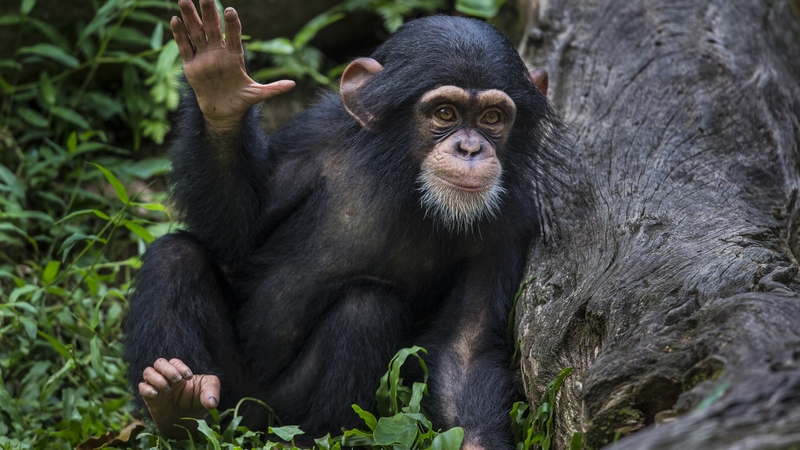 The vote concerns whether to give primates the right to life and the right to 'mental and physical integrity'