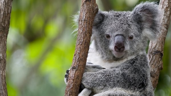 Koala numbers have slumped from 185,000 in 2001 to just 92,000 in 2021