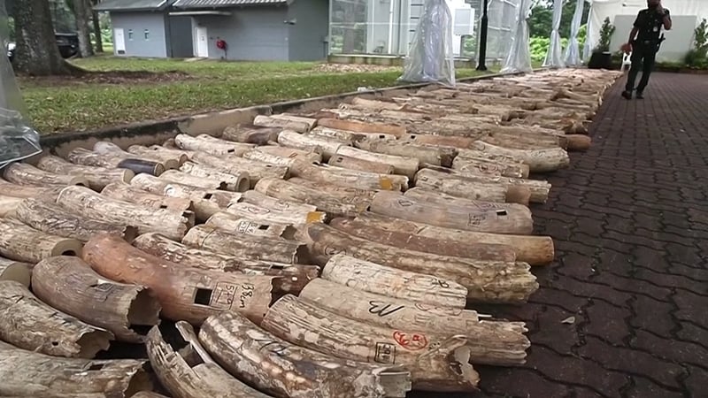 DNA tests were conducted on 4,320 elephant tusks from 49 ivory seizures.