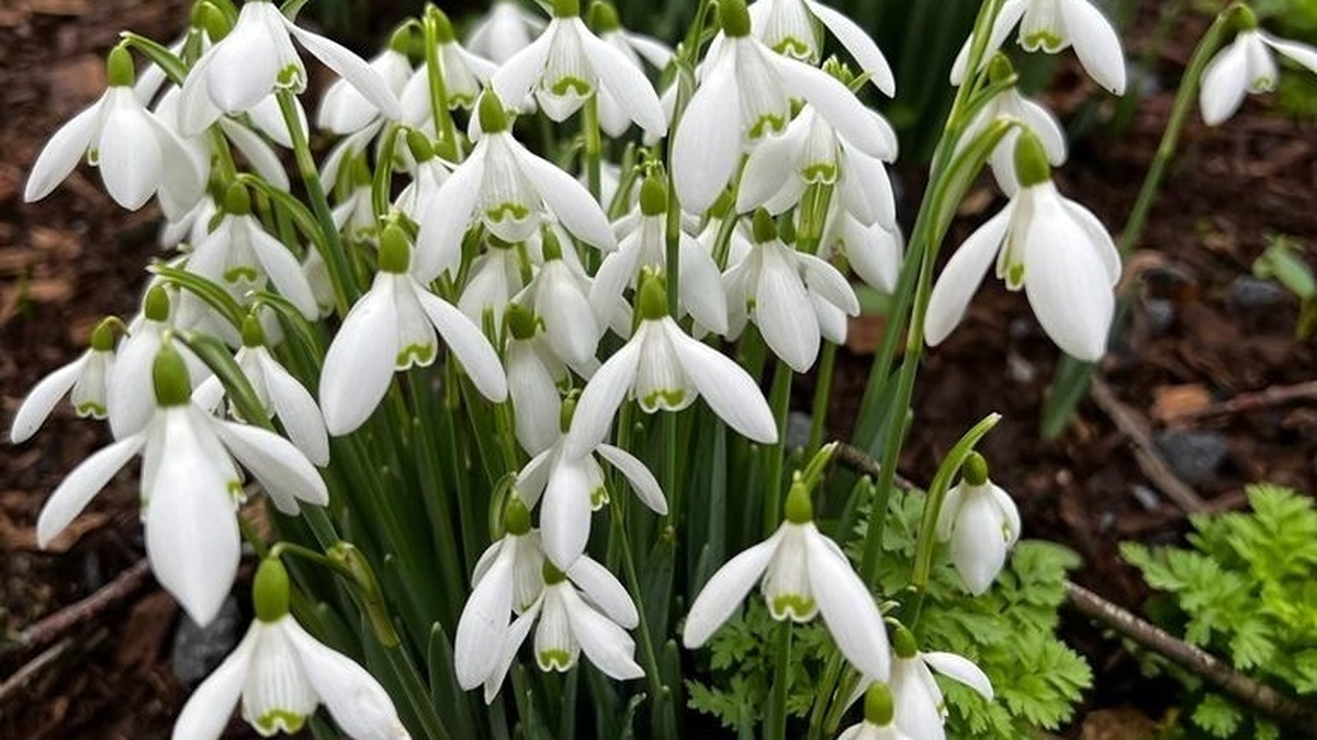 Mooney Goes Wild Monday 14 February 2022