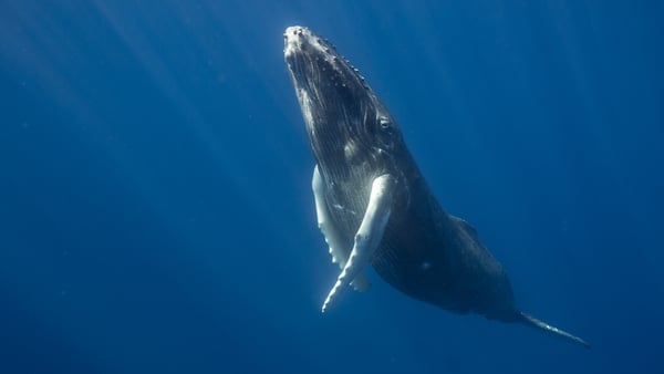 Ecolution: Let's learn about our ocean giants!