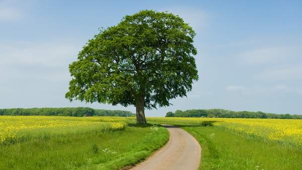 'As one of our very few native trees, there are almost one thousand associated species that use the ash tree in some way or other.'