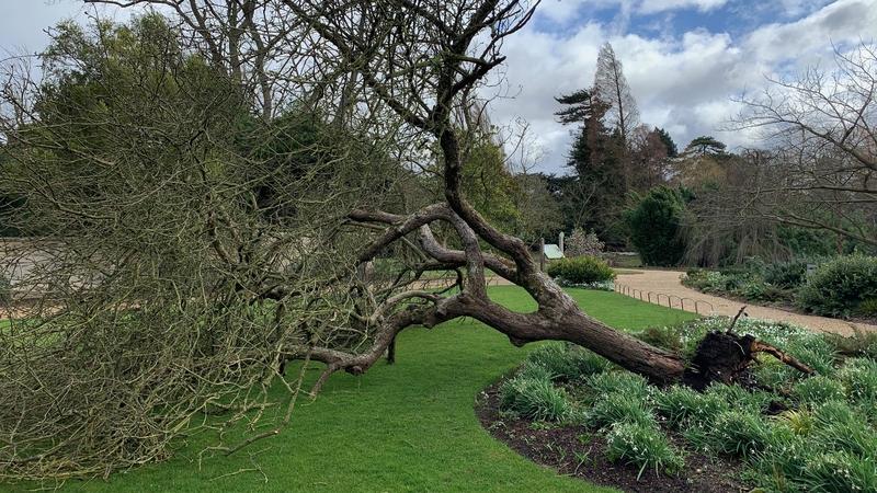 The tree was planted in Cambridge's Botanic Garden in 1954 (Pic: Cambridge University Botanic Garden/Sam Brockington)