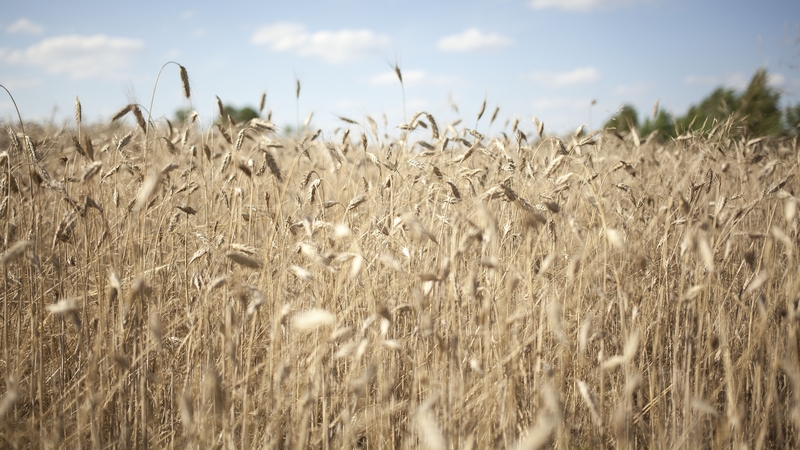 Irish Distillers is working with Bank of Ireland to offer Enviroflex sustainability-linked loans to tillage farmers for the first time
