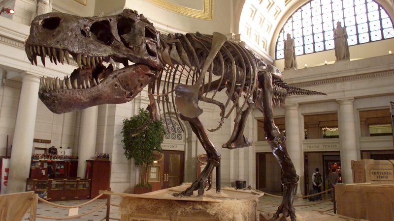 Perhaps the largest-known Tyrannosaurus is a specimen named Sue at the Field Museum in Chicago, at 12.3-metres long