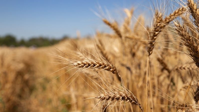 Wheat futures are up nearly 40% in the past month and have climbed to 14-year highs of $11.34 a bushel