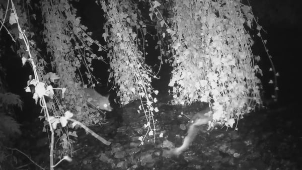 A fox eyes up a salmon caught by an otter, but arrives too late to swoop in