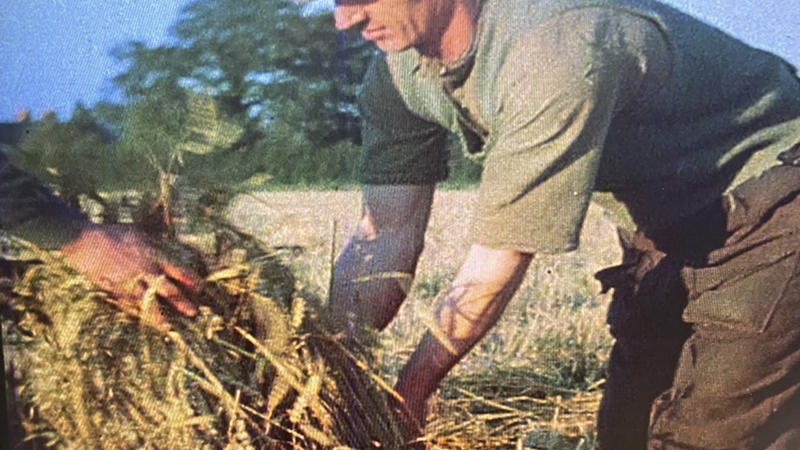 Farmers were asked to turn a proportion of their farms to tillage during the Emergency