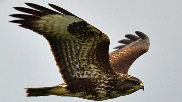 Buzzard (photo by Brian Carruthers)