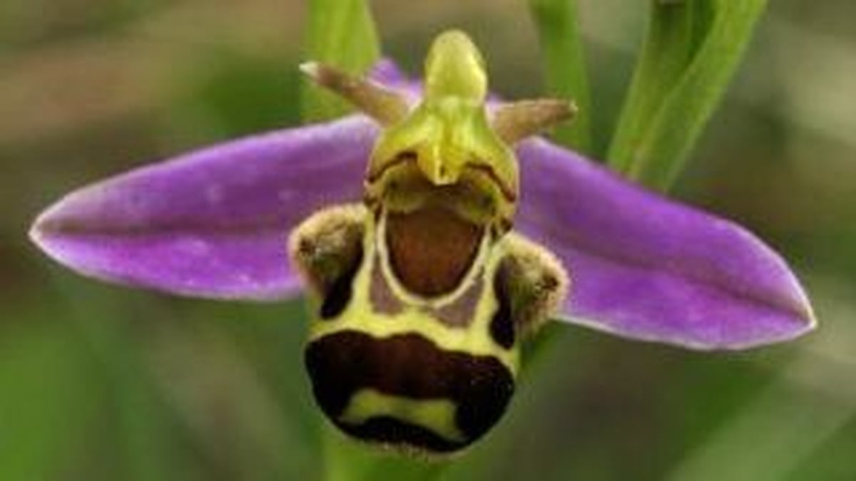  Nature and Wildlife Farm Plan 