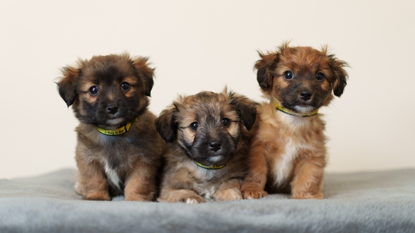 Adopt, Don't Shop on The Ray D'Arcy Show