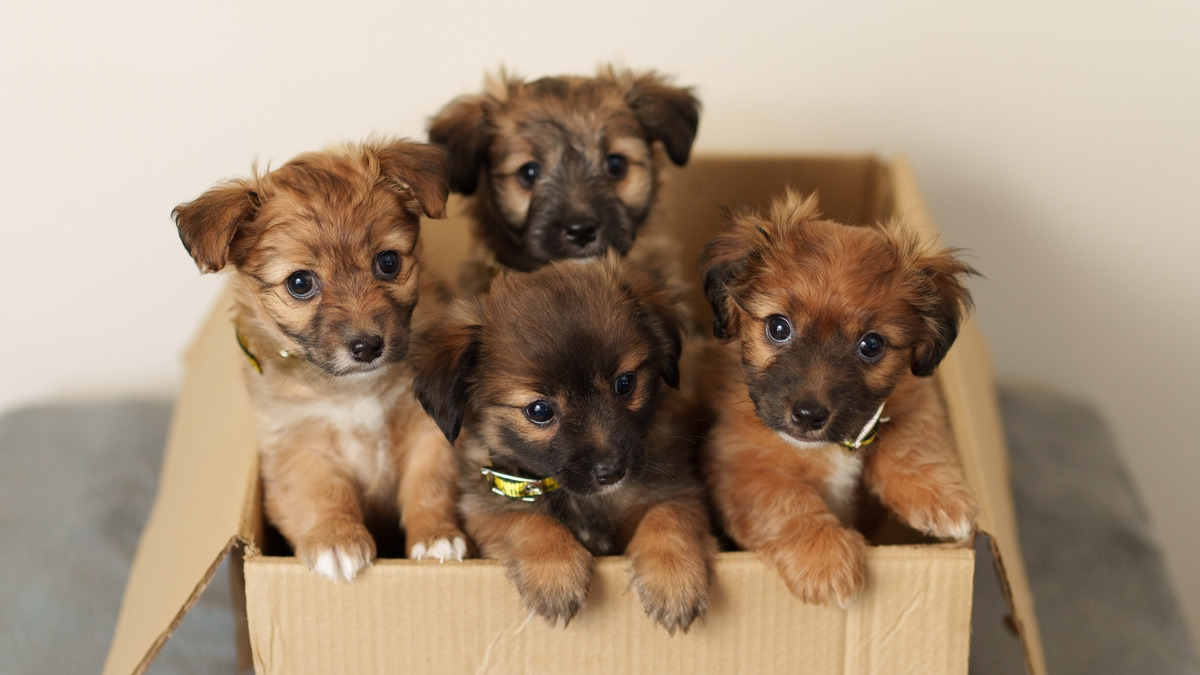 Adopt, Don’t Shop - Animal Rescuing