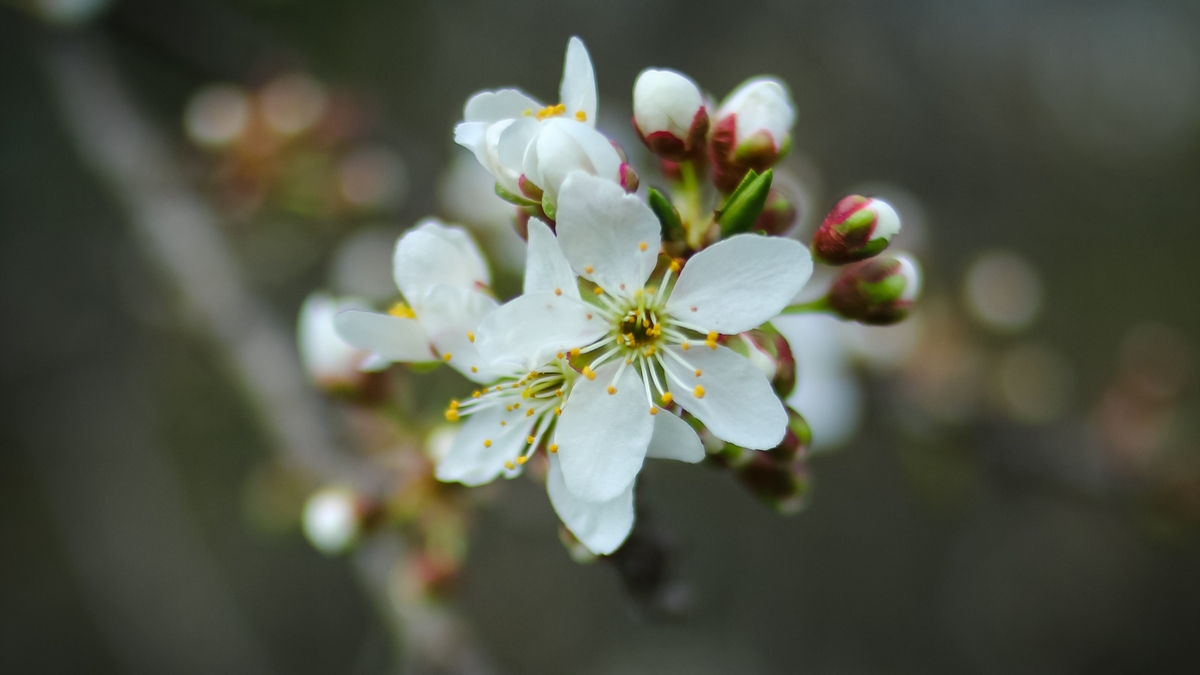 How pollinators interact with plants