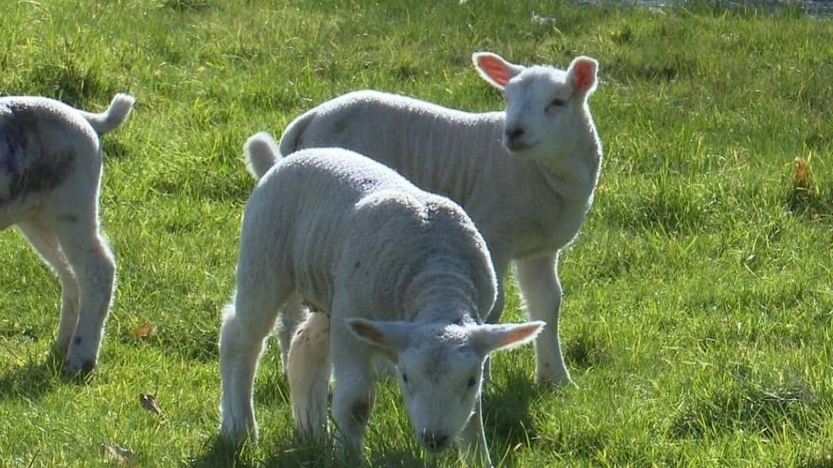 Farmer potter collaboration  