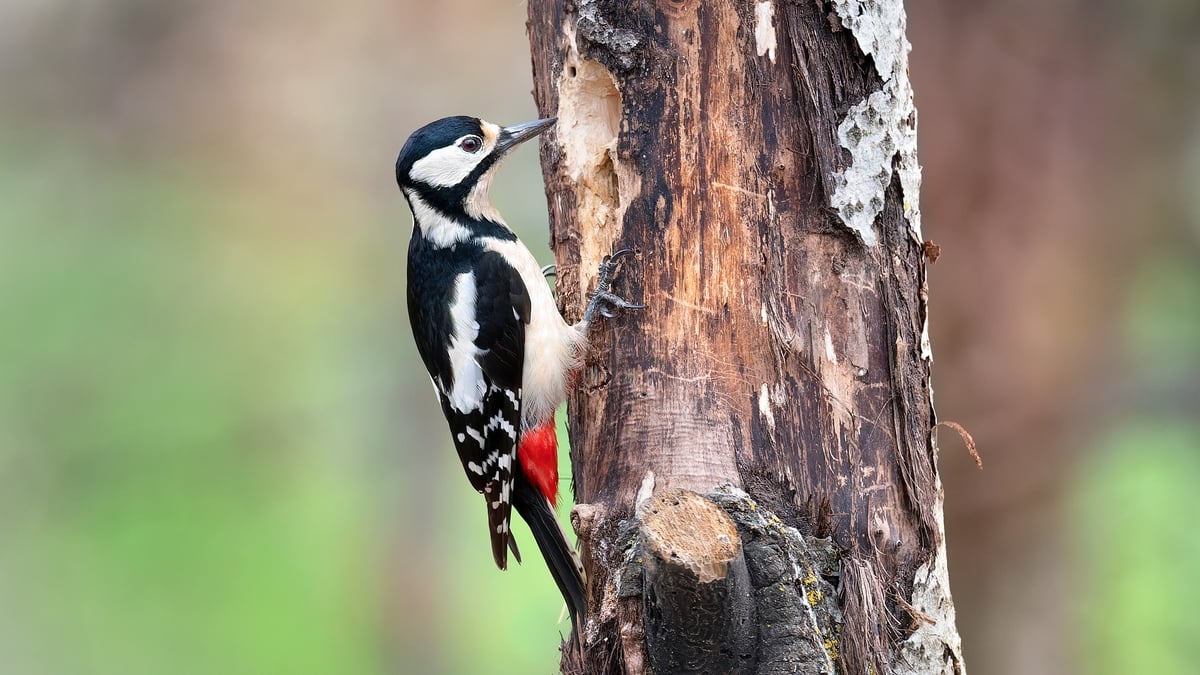 Woodpeckers And Electricity Don’t Mix