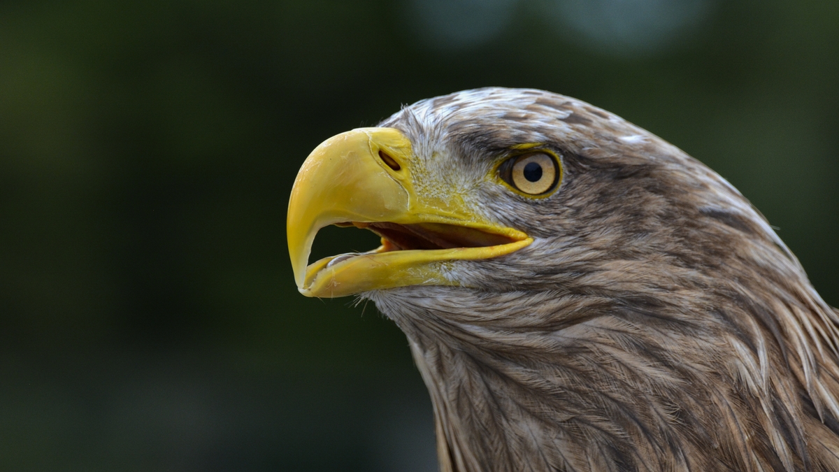  Getting the lead out: lead poisoning and its impacts on birds of prey