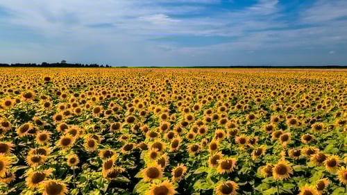 Sunflowers growing in Ukraine - the country is a top global player in the production of sunflower oil
