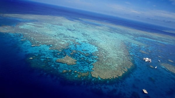 Bleaching occurs when corals expel algae living in their tissues, draining them of their vibrant colours