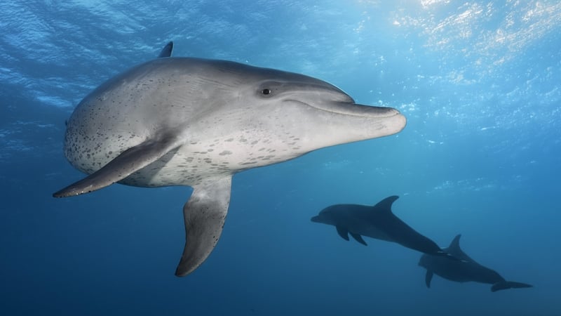 The animals are known to use gentle petting with strongly bonded allies