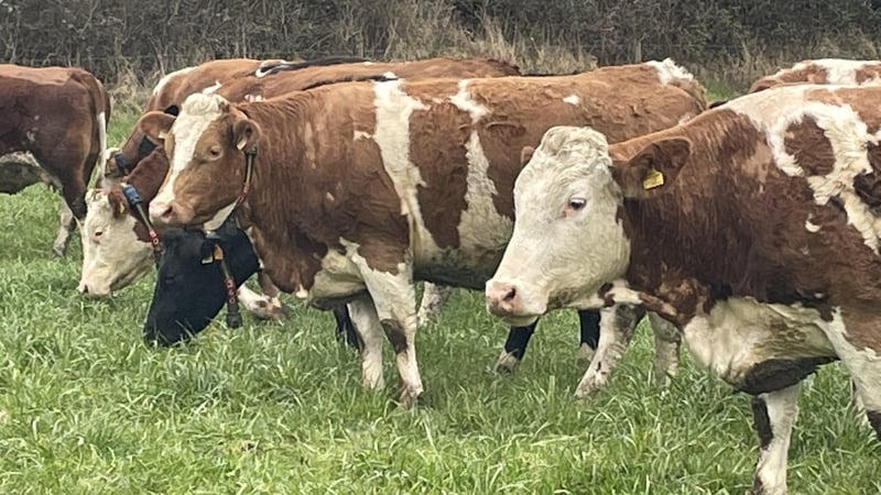 The value of livestock grew 14% to €4.5 billion last year, new CSO figures show today