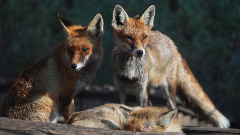 People Before Profit-Solidarity TD Ruth Coppinger aims to make an amendment to the Animal and Health Welfare act to ban fox hunting
