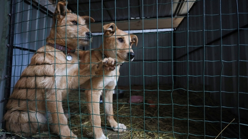 Family pets have had to be left behind as people flee Ukraine