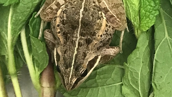 Minty the frog is being rehomed after his 6,000 mile trip.