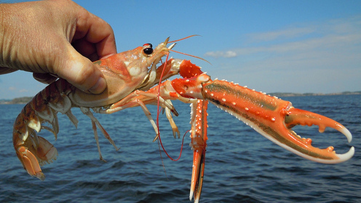 Naturefile - Dublin Bay Prawns