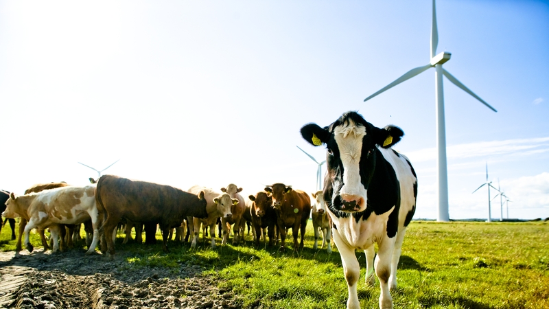 Eamon Ryan said that some of the measures envisaged will involving reducing the number of cattle (File photo)