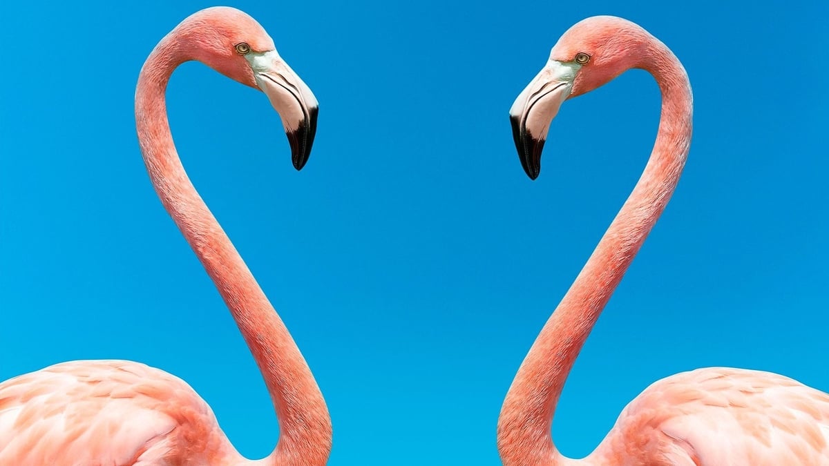 Wooing, cheating, rejection....  the lowdown on romance in the animal