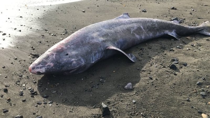 The century-old Greenland shark, found washed up on a Cornish beach, had died of meningitis, a post mortem has found.