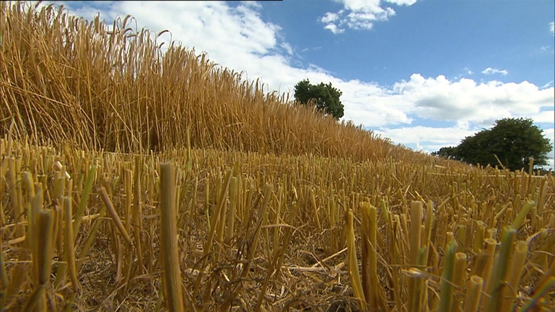 Today's CSO figures show that cereal prices jumped by 47.5% in the year to January