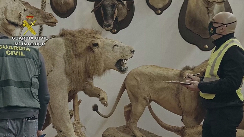 The Civil Guard said the private collection was discovered in a shed in Betera, near Valencia