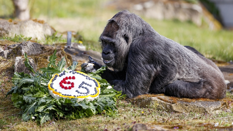 At the age of 65, Fatou is the world's oldest gorilla