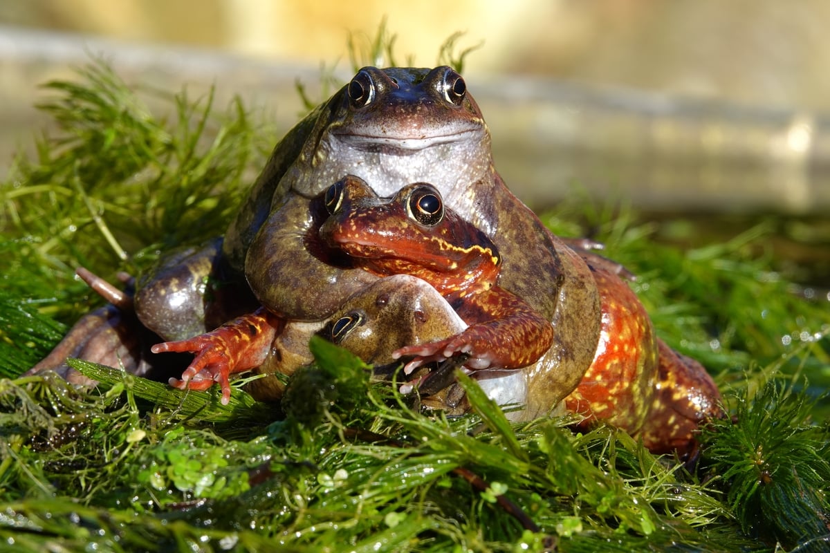 Keeping an Eye on Nature with Sheena Jolley, one of our photo competition judges