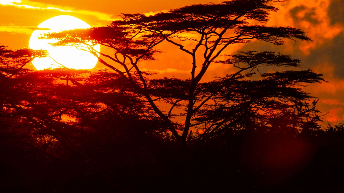 Fears over food insecurity in parts of Africa