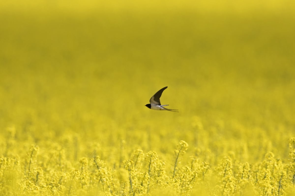 Swallows and bees 