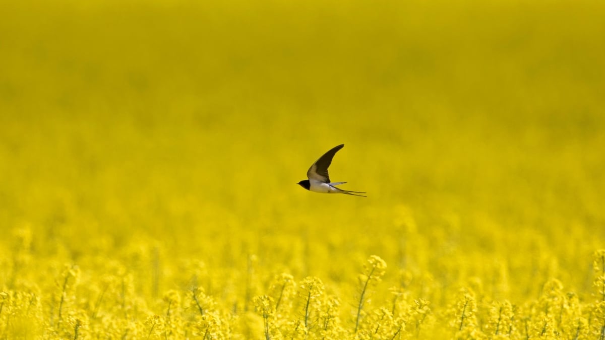 Mooney Goes Wild Monday 18 April 2022