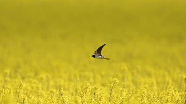 People who work with birds and birdsong on the Business