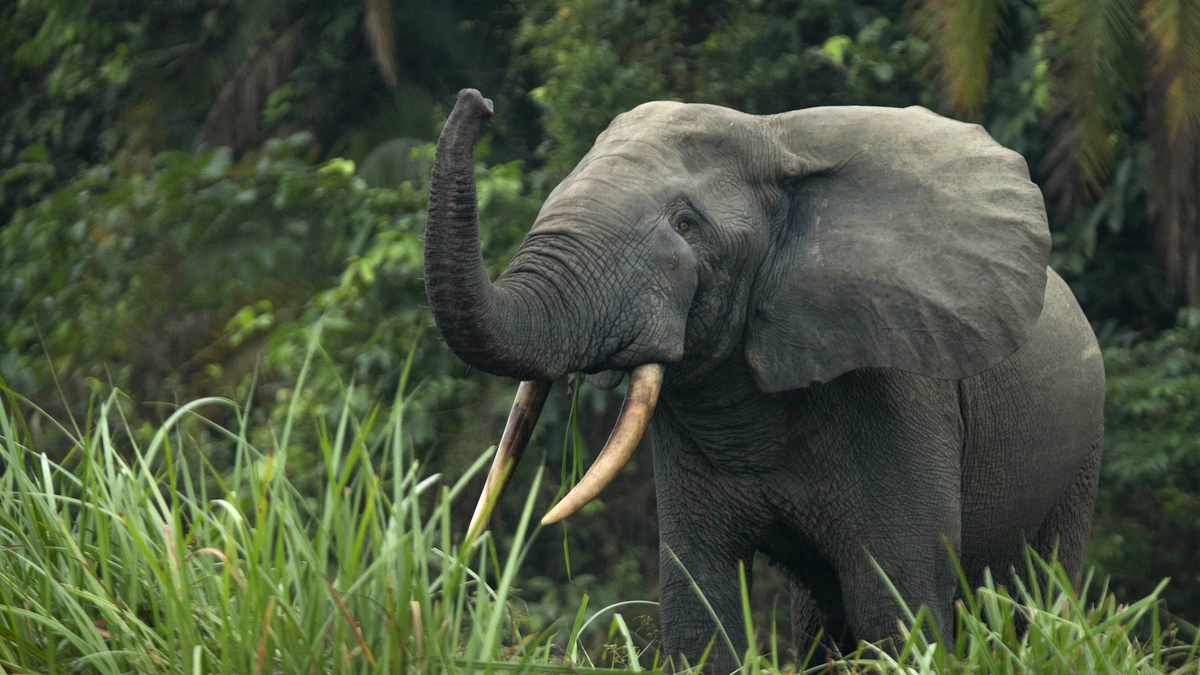 The loss of experience in elephant societies