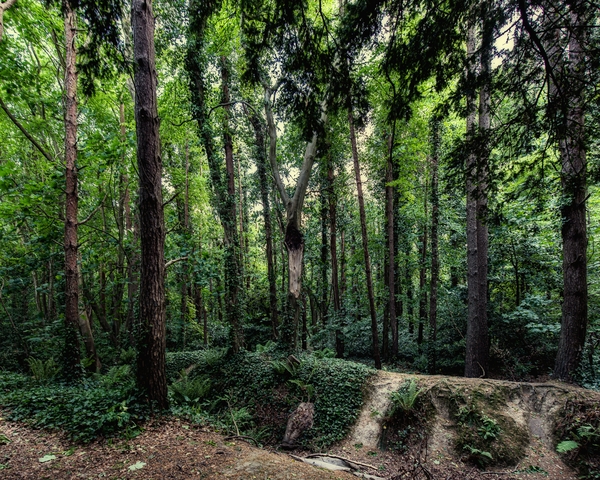 Woodland Walks with Éanna Ní Lamhna on Today with Claire Byrne
