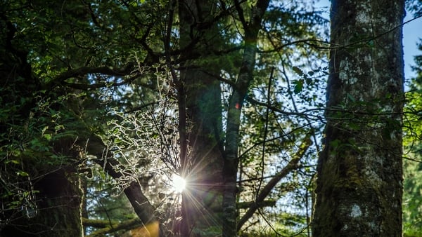 IFIM: A tree-mendous prize to celebrate the competition!