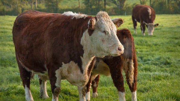 IFA President Franicie Gorman says new analysis of Mercosur deals shows 'real danger for the Irish beef sector