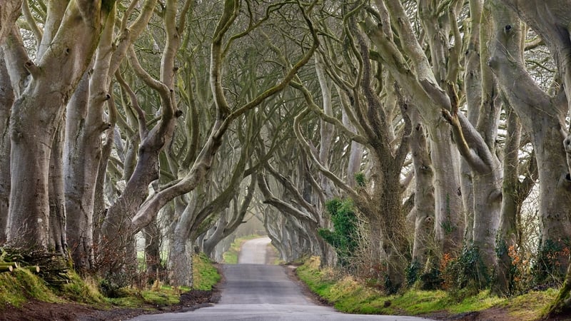 The Dark Hedges in Co Antrim