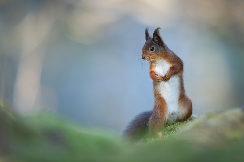 Red Squirrel (Iora rua, Sciurus vulgaris) - Jimmy Mc Donnell, Co. Wicklow
