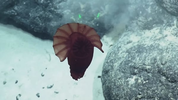 The sea cucumber commonly nicknamed the 'headless chicken monster' has been captured swimming 2,000m deep in the Pacific Ocean. Courtesy: EVNautilus