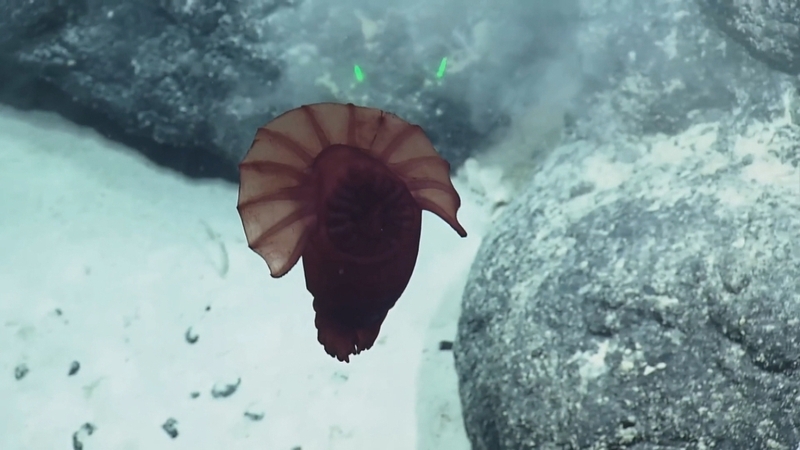 The sea cucumber commonly nicknamed the 'headless chicken monster' has been captured swimming 2,000m deep in the Pacific Ocean. Courtesy: EVNautilus