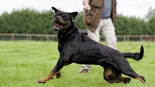 There were 459 discharges from acute hospitals following dog bites in 2022 (file image)